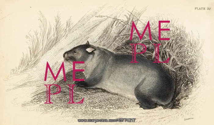: Wombat, Vombatus ursinus : Wombat, Vombatus ursinus