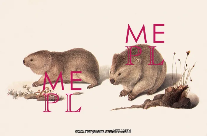  : Wombats, Vombatus Ursinus