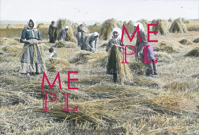 : Women are binding the sheaves : Women are binding the sheaves