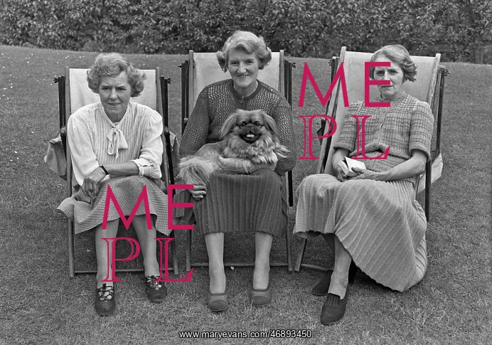 : Three women in deckchairs with a dog : Three women in deckchairs with a dog