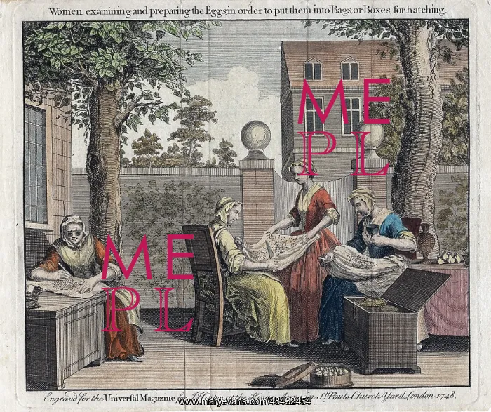  : Women examining silk moth eggs and putting in