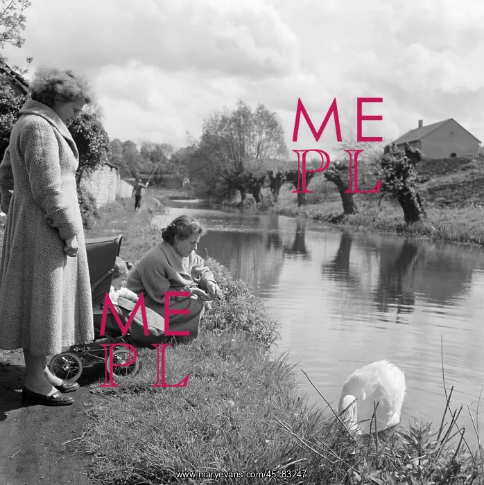 : Women Feeding Swan : Women Feeding Swan