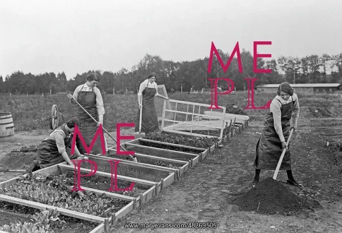 : Women growing vegetables, 1914 : Women growing vegetables, 1914