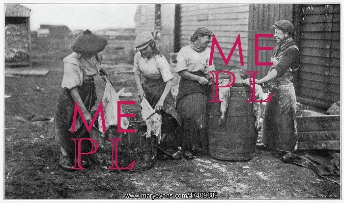 : Women Gutting Fish 1908 : Women Gutting Fish 1908