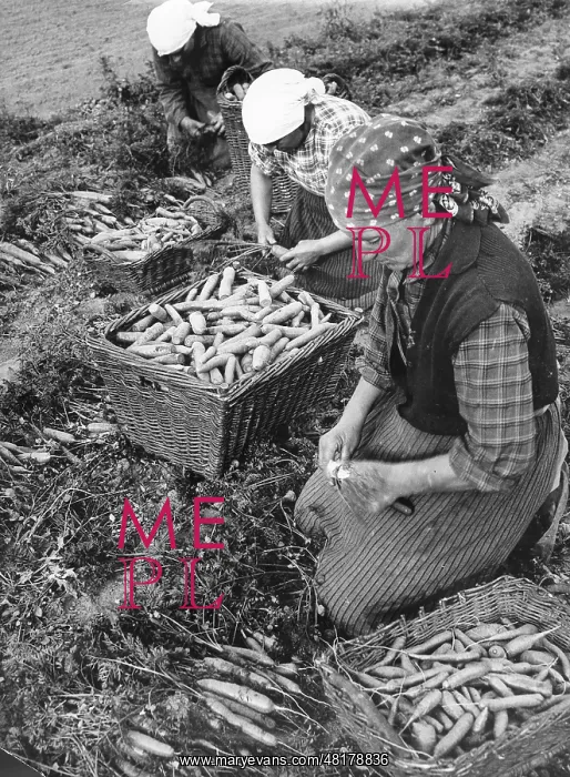 : Women during the harvest, 1935 : Women during the harvest, 1935