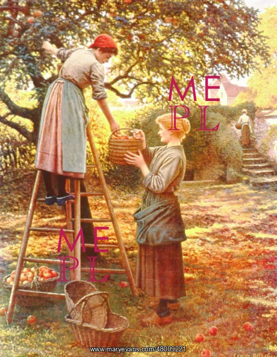 : Two women picking apples in an orchard : Two women picking apples in an orchard