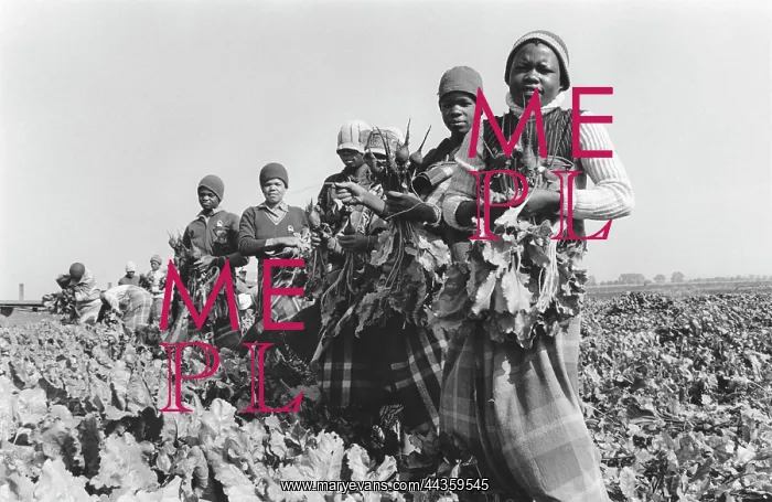 : Women picking beetroot : Women picking beetroot