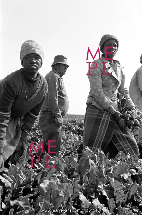 : Women picking beetroot with overseer in background : Women picking beetroot with overseer in background