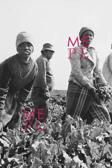 : Women picking beetroot with overseer in background : Women picking beetroot with overseer in background
