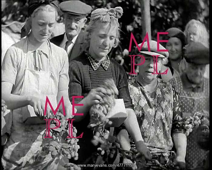 : Several Women Picking Hops With Two of Them : Several Women Picking Hops With Two of Them