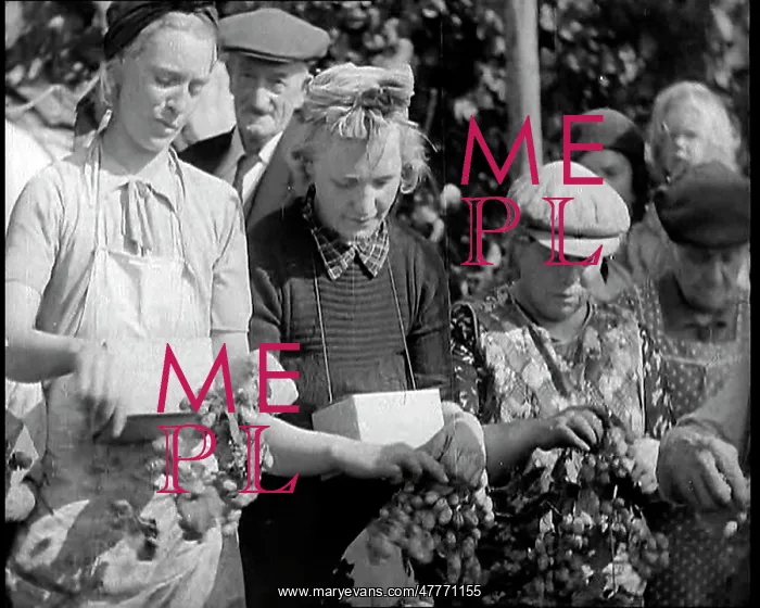 : Several Women Picking Hops With Two of Them : Several Women Picking Hops With Two of Them