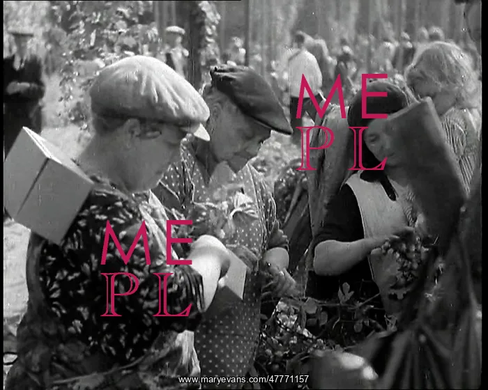 : Three Women Picking Hops in a Field and One : Three Women Picking Hops in a Field and One