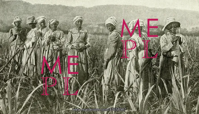 : Women working in sugar cane field, Jamaica, West Indies : Women working in sugar cane field, Jamaica, West Indies