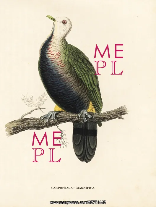 : Wompoo fruit dove, Ptilinopus magnificus : Wompoo fruit dove, Ptilinopus magnificus