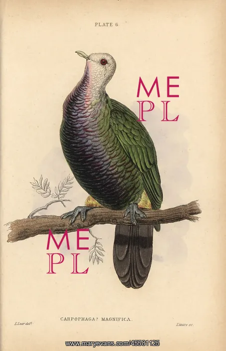 : Wompoo fruit dove, Ptilinopus magnificus, native : Wompoo fruit dove, Ptilinopus magnificus, native