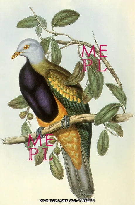 : Wompoo Pigeon or Magnificent Fruit Pigeon : Wompoo Pigeon or Magnificent Fruit Pigeon