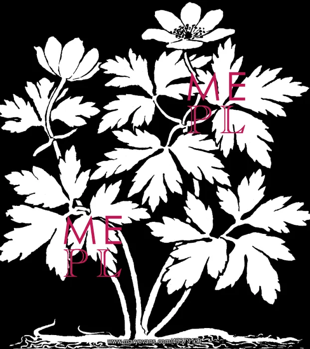 : Wood Anemone : Wood Anemone