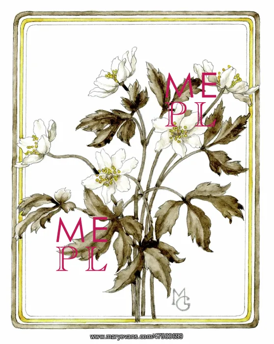  : Wood Anemones