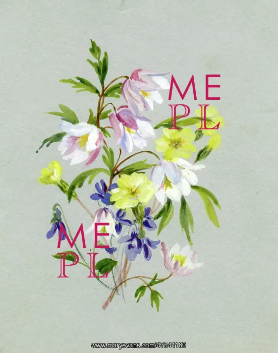  : Wood Anemones, Primroses and Violets