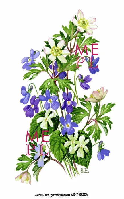  : Wood Anemones and Violets