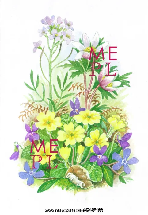 : Wood Anemones, Violets, Primroses etc : Wood Anemones, Violets, Primroses etc