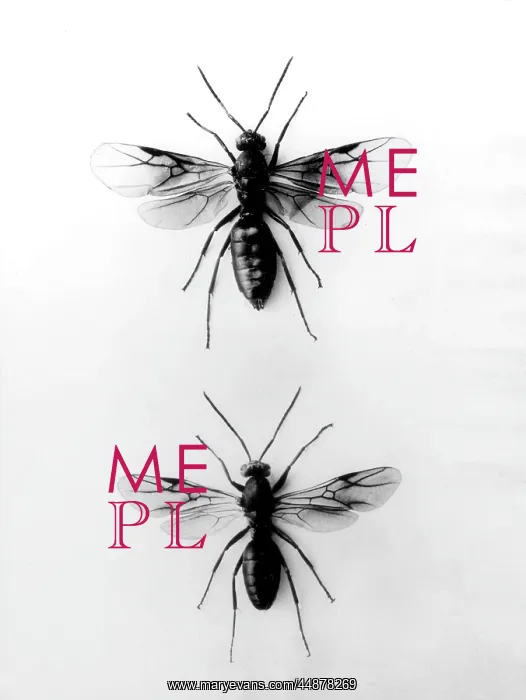  : WOOD ANTS. Wood ants (Formici Pratennis) : Female (top), male (bottom)