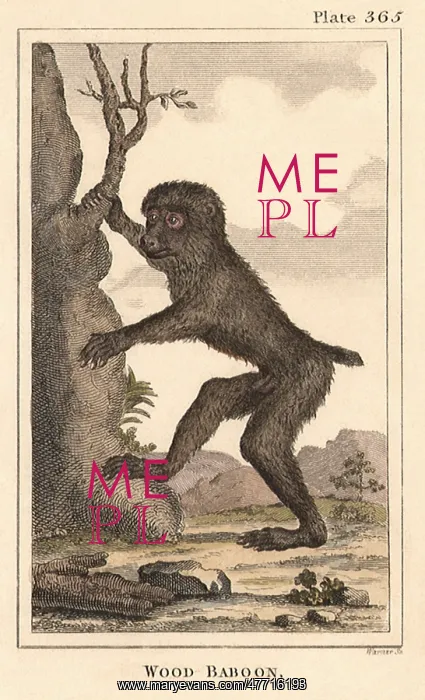  : Wood Baboon