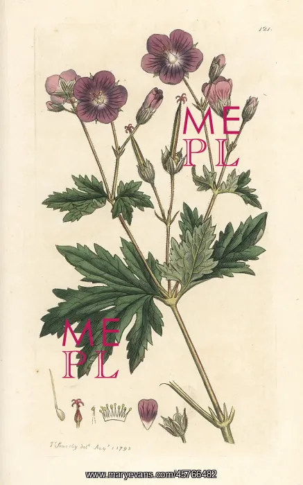 : Wood cranesbill or woodland geranium, Geranium sylvaticum : Wood cranesbill or woodland geranium, Geranium sylvaticum