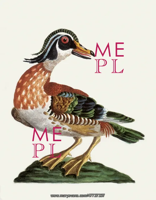  : Wood Duck