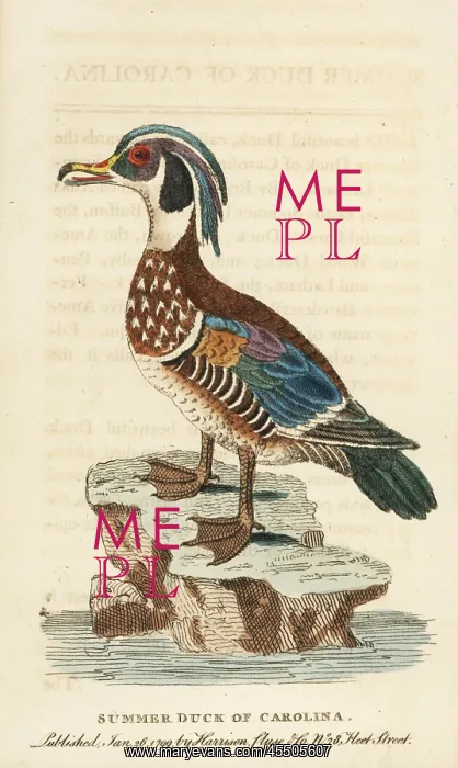 : Wood duck, Aix sponsa : Wood duck, Aix sponsa