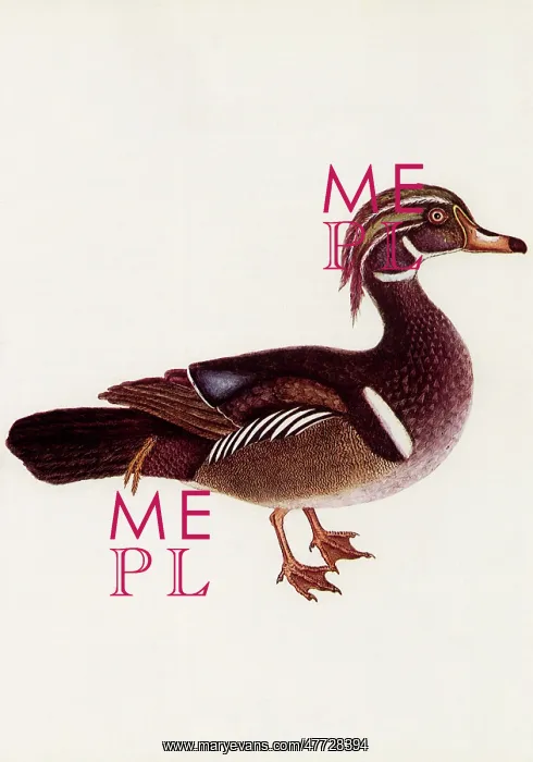  : Wood Duck, Aix sponsa
