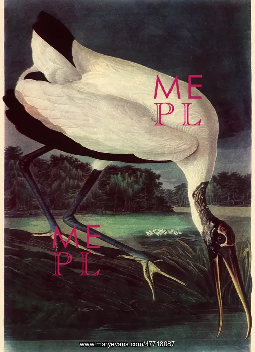  : Wood Ibis