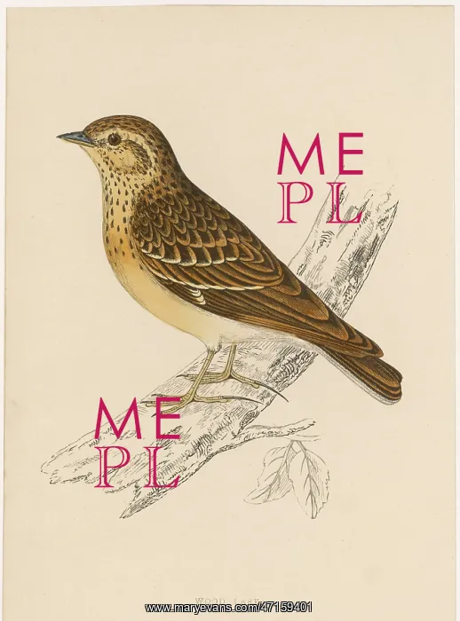  : WOOD LARK (Alauda arborea)
