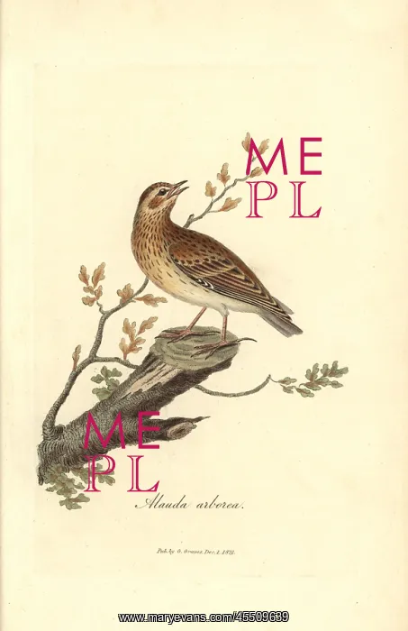 : Wood lark, Lullula arborea : Wood lark, Lullula arborea