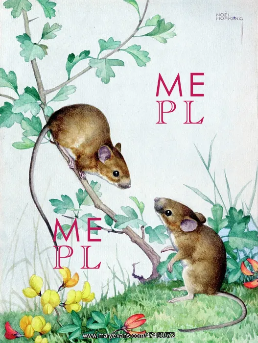  : Two wood-mice