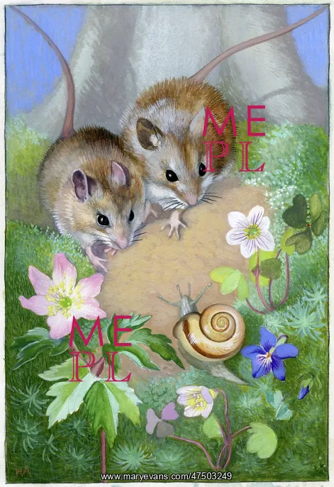: Two wood mice looking at a snail : Two wood mice looking at a snail
