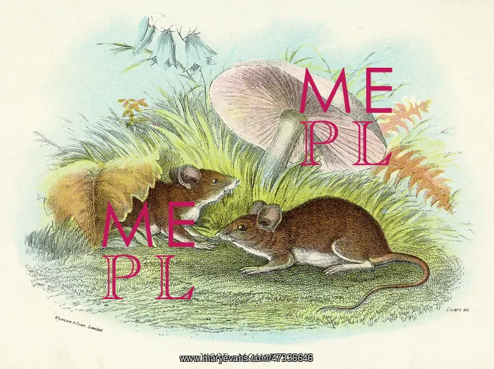  : WOOD MICE MUSHROOM 19C