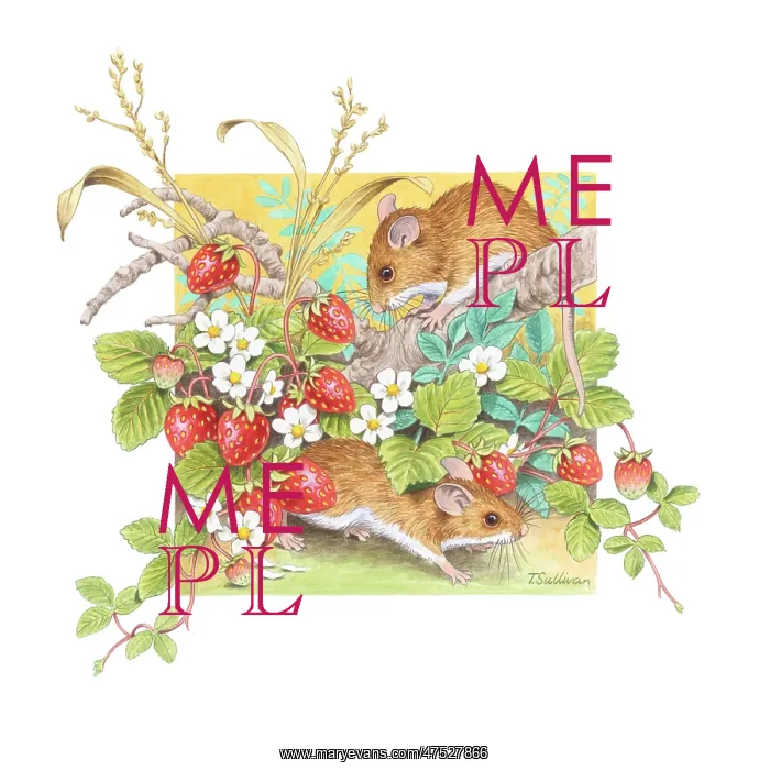  : Two wood mice and wild strawberries