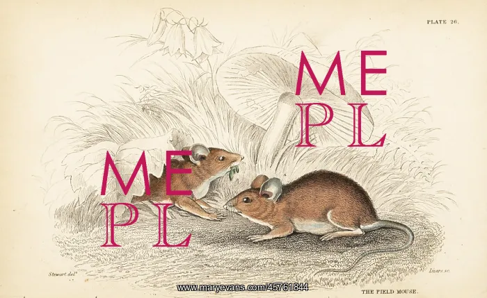 : Wood mouse, Apodemus sylvaticus : Wood mouse, Apodemus sylvaticus
