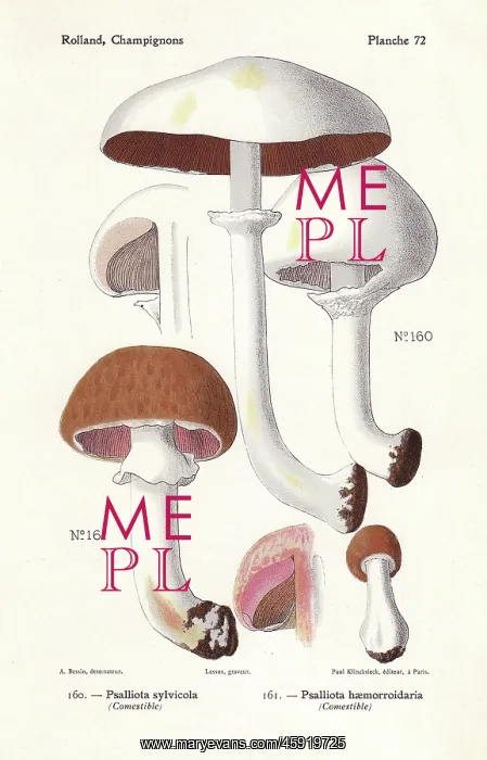 : Wood mushrooms : Wood mushrooms