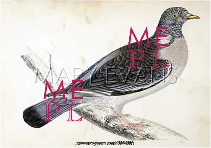 : WOOD PIGEON : WOOD PIGEON