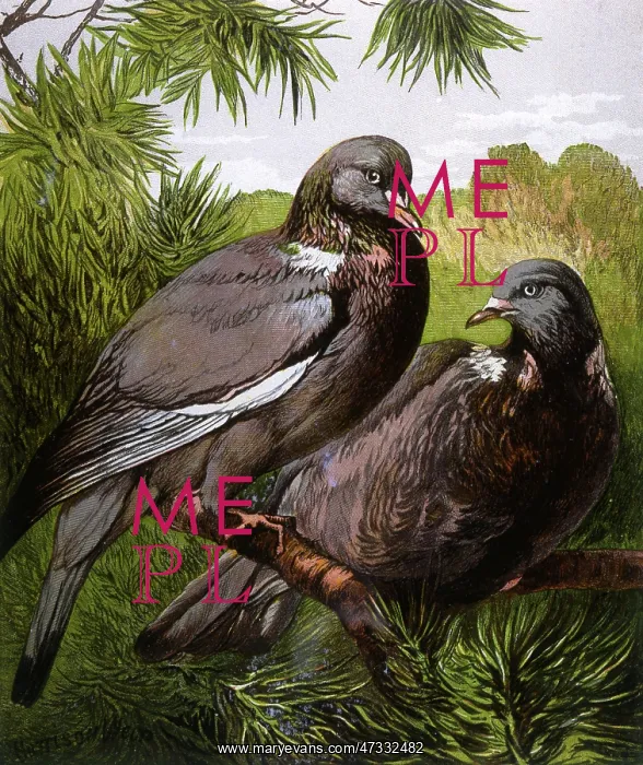  : Wood pigeons