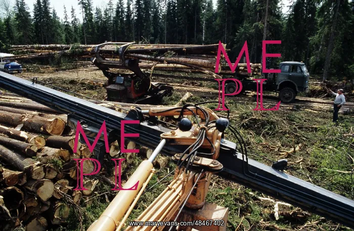 : Wood procurement, 1981 : Wood procurement, 1981