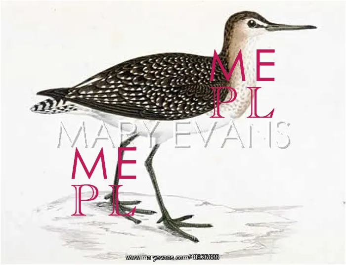  : WOOD SANDPIPER (MORRIS)