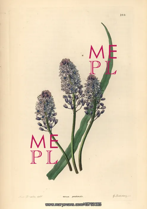 : Wood squill, Scilla siberica : Wood squill, Scilla siberica