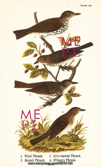 : Wood thrush, Swainson's thrush, hermit thrush and : Wood thrush, Swainson's thrush, hermit thrush and