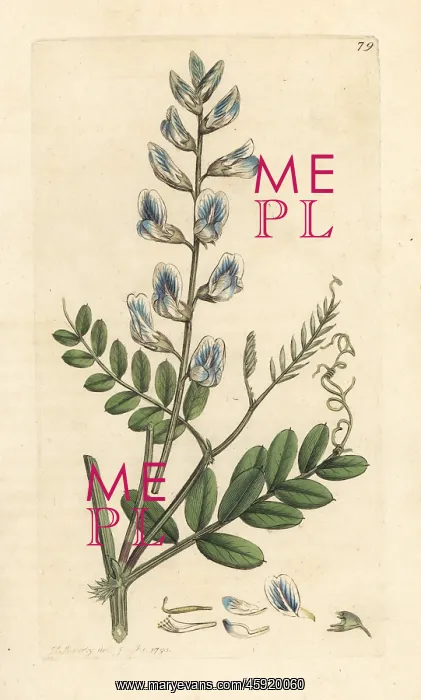 : Wood vetch, Vicia sylvatica : Wood vetch, Vicia sylvatica