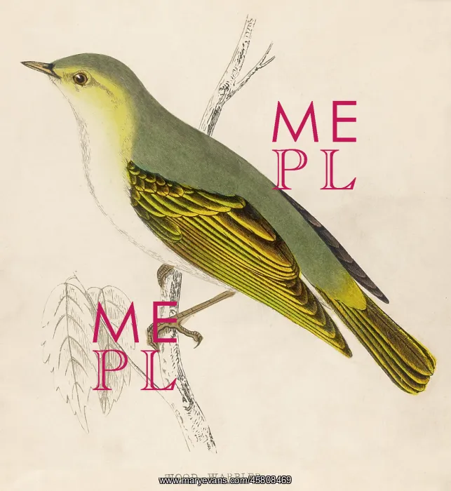  : WOOD WARBLER