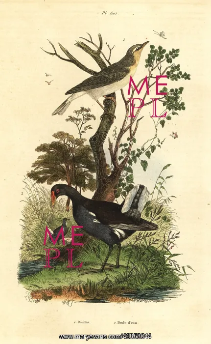 : Wood warbler, Phylloscopus sibilatrix, and : Wood warbler, Phylloscopus sibilatrix, and