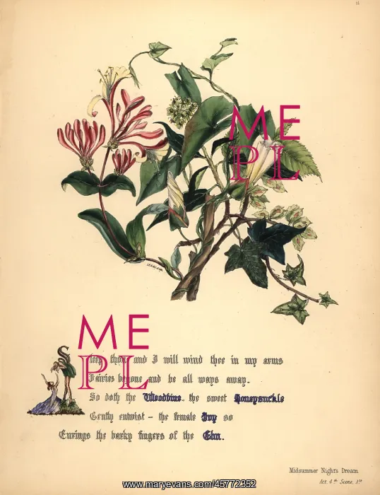  : Woodbine, Honeysuckle, Ivy and Elm
